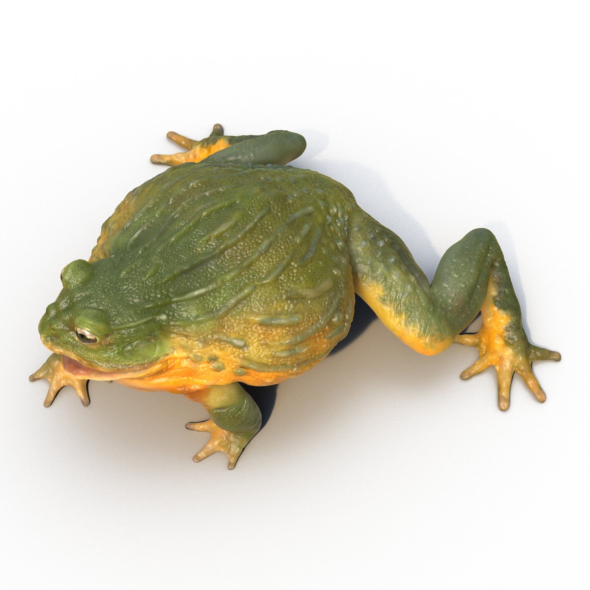 3D African Bullfrog Rigged model