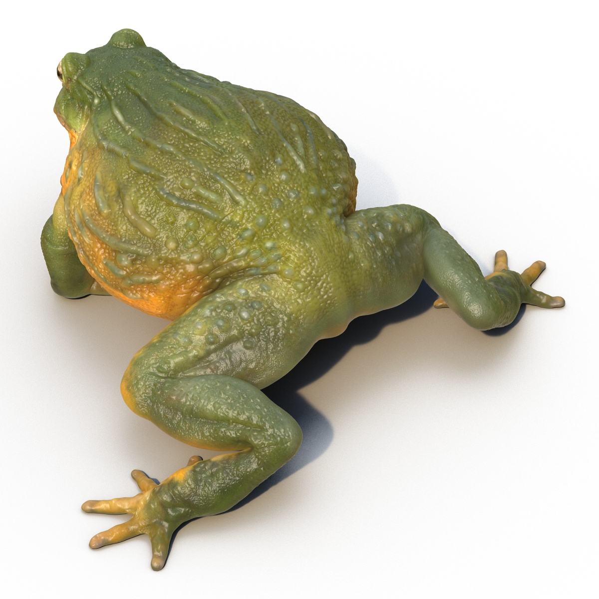 3D African Bullfrog Rigged model