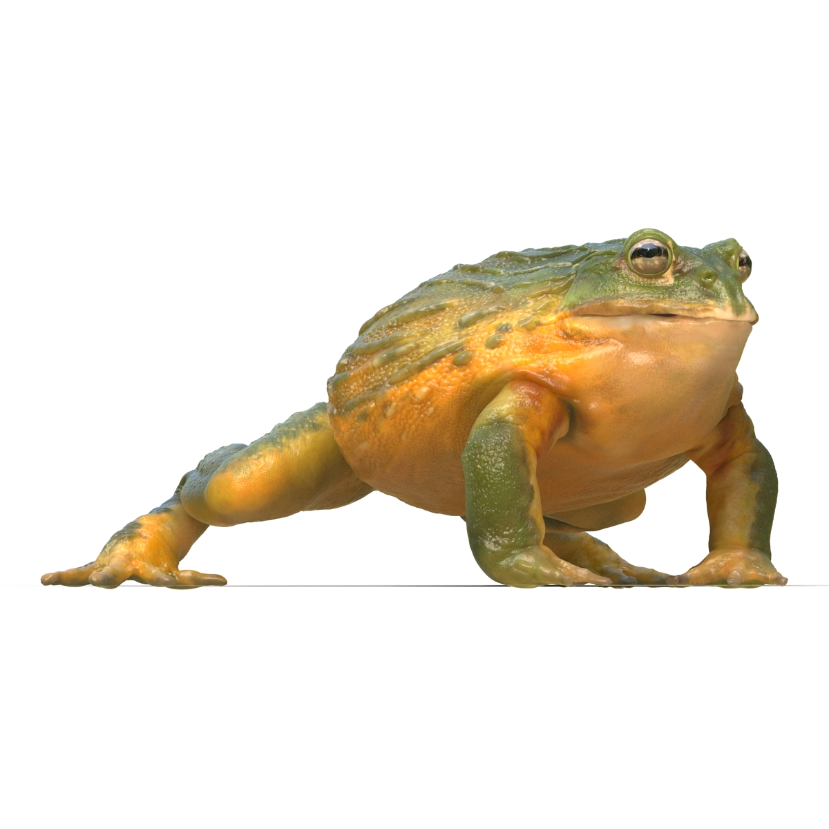 3D African Bullfrog Rigged model