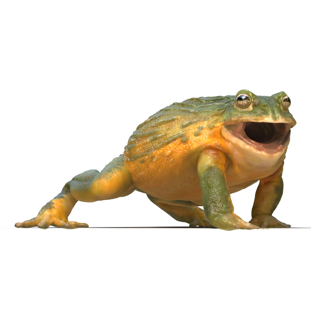 3D African Bullfrog Rigged model