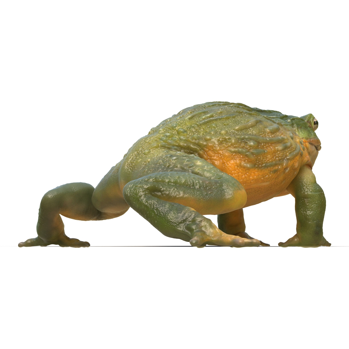 3D African Bullfrog Rigged model