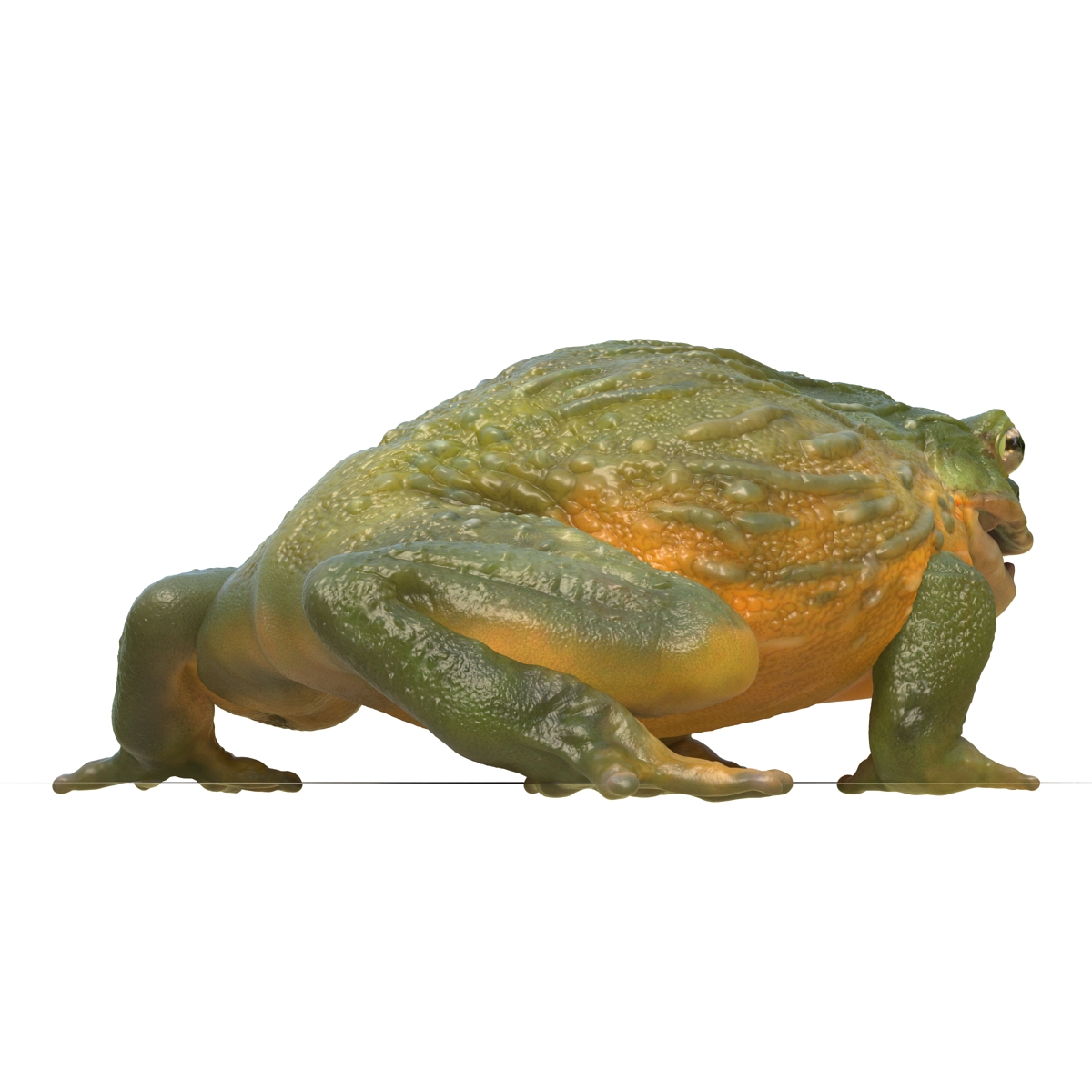 3D African Bullfrog Rigged model