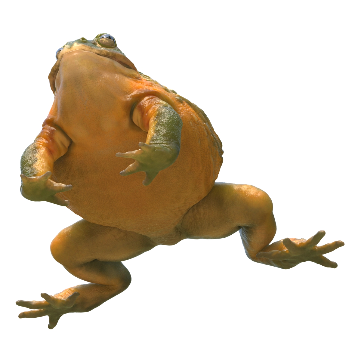 3D African Bullfrog Rigged model