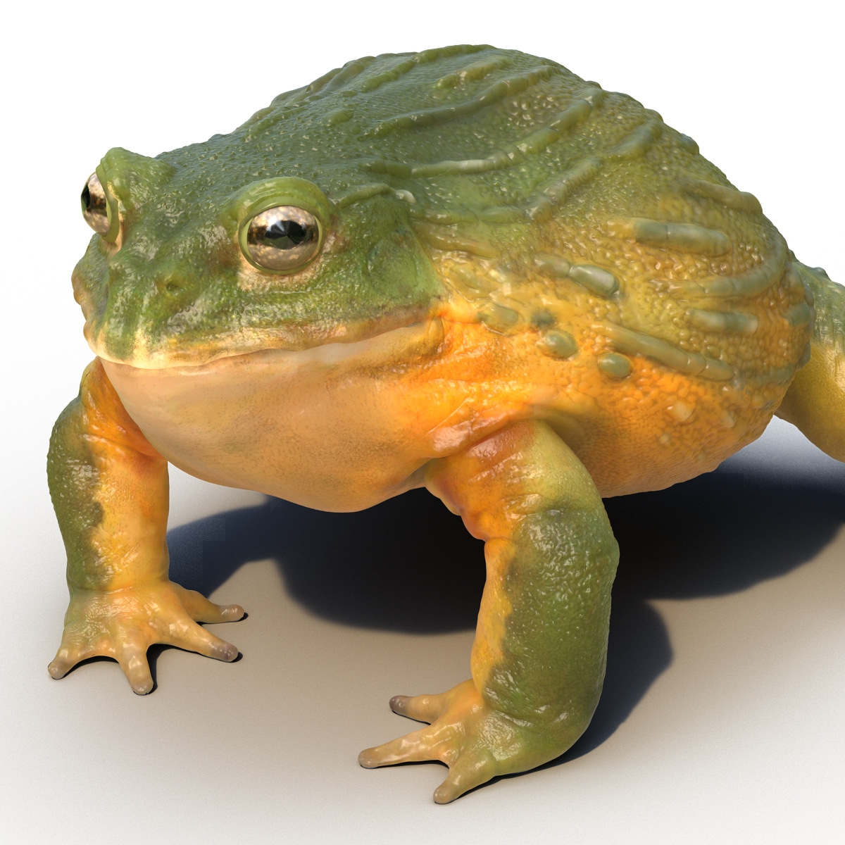 3D African Bullfrog Rigged model