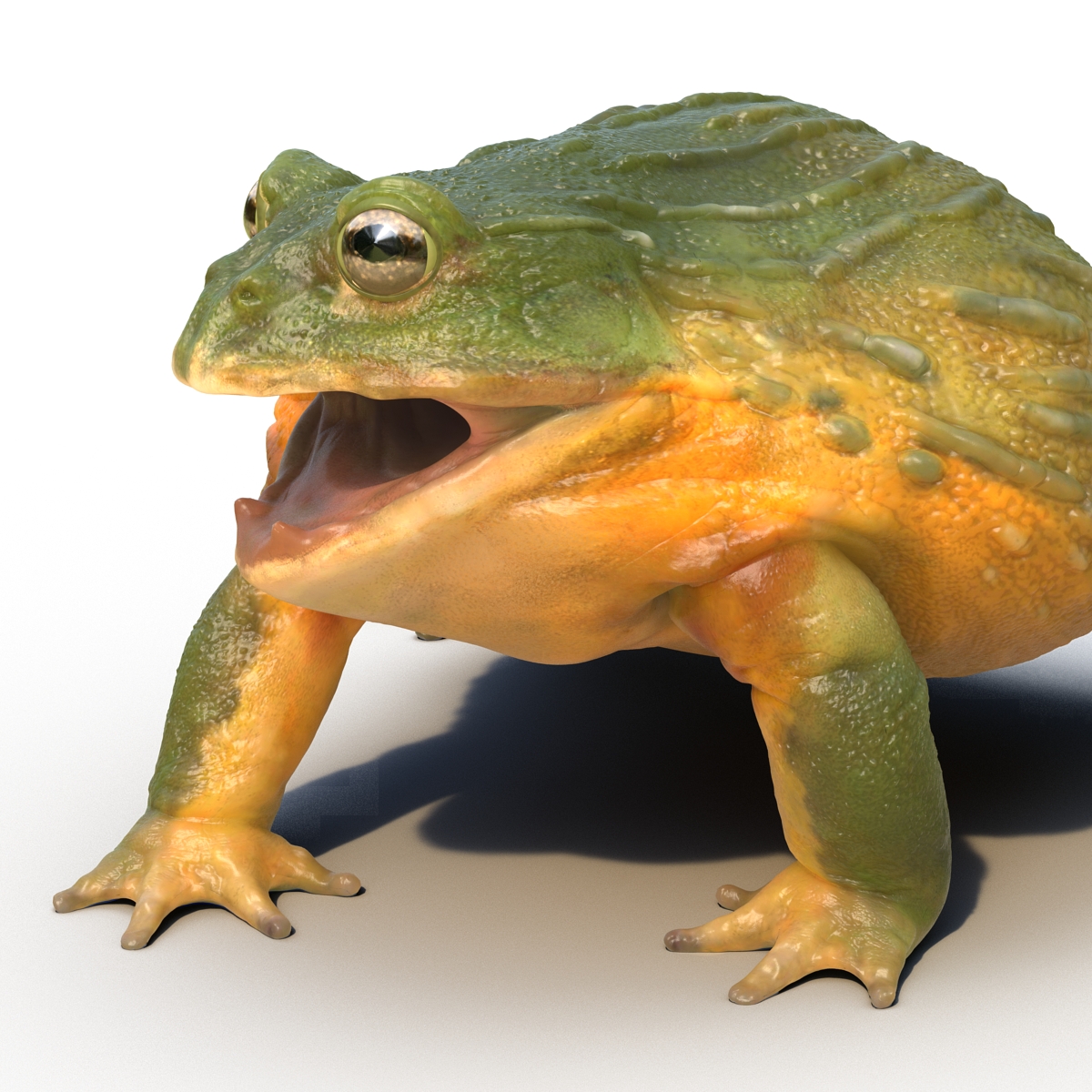 3D African Bullfrog Rigged model