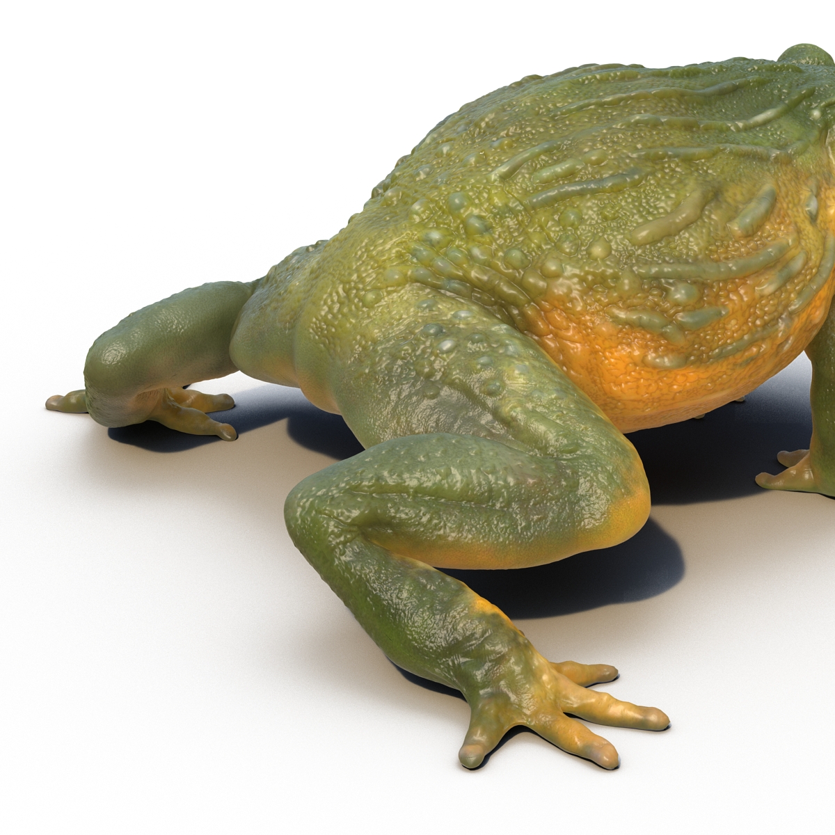 3D African Bullfrog Rigged model