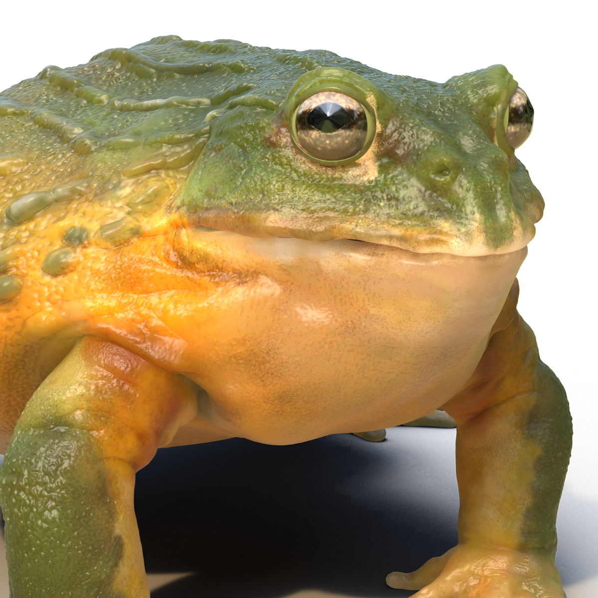 3D African Bullfrog Rigged model