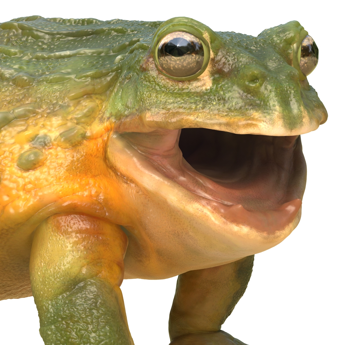 3D African Bullfrog Rigged model