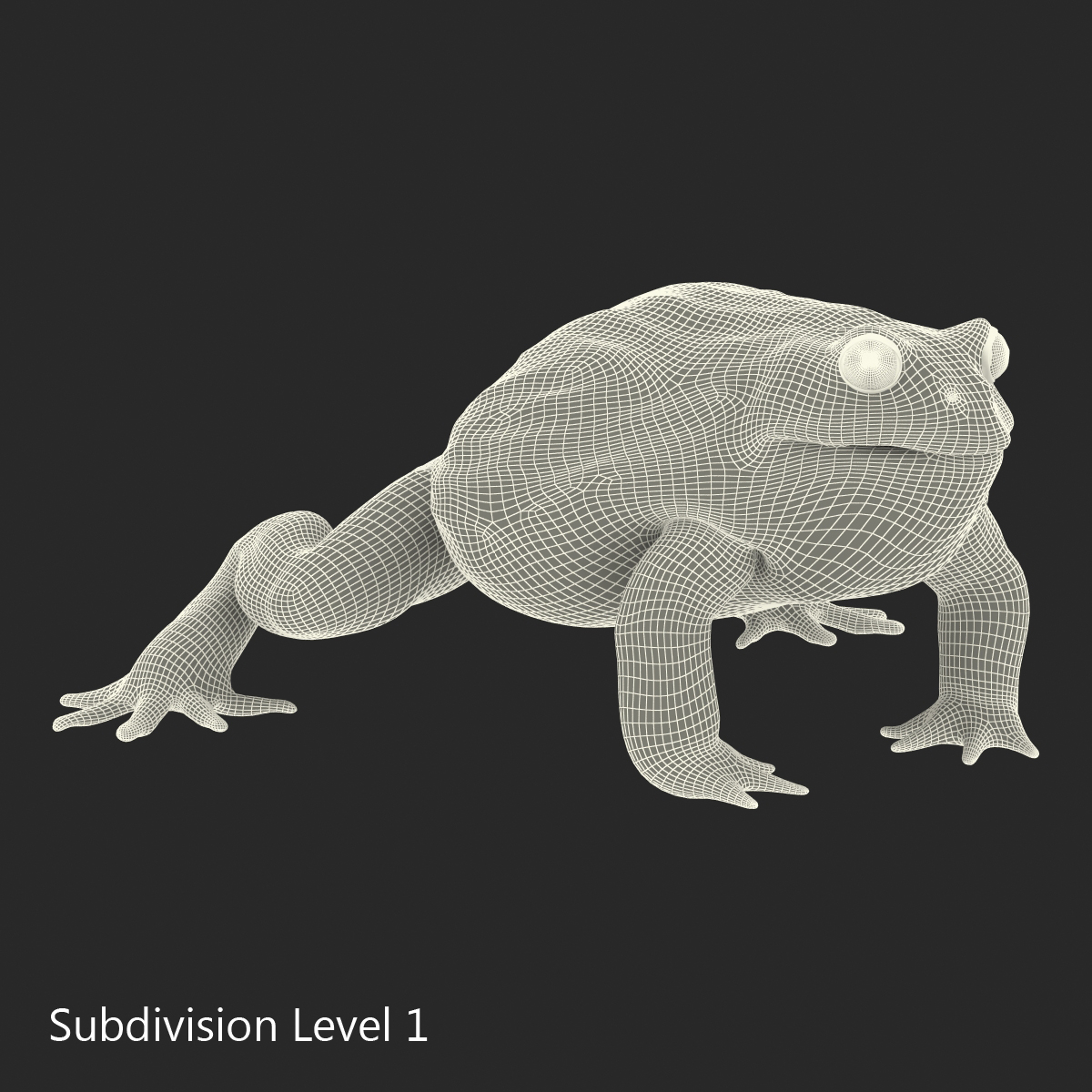 3D African Bullfrog Rigged model