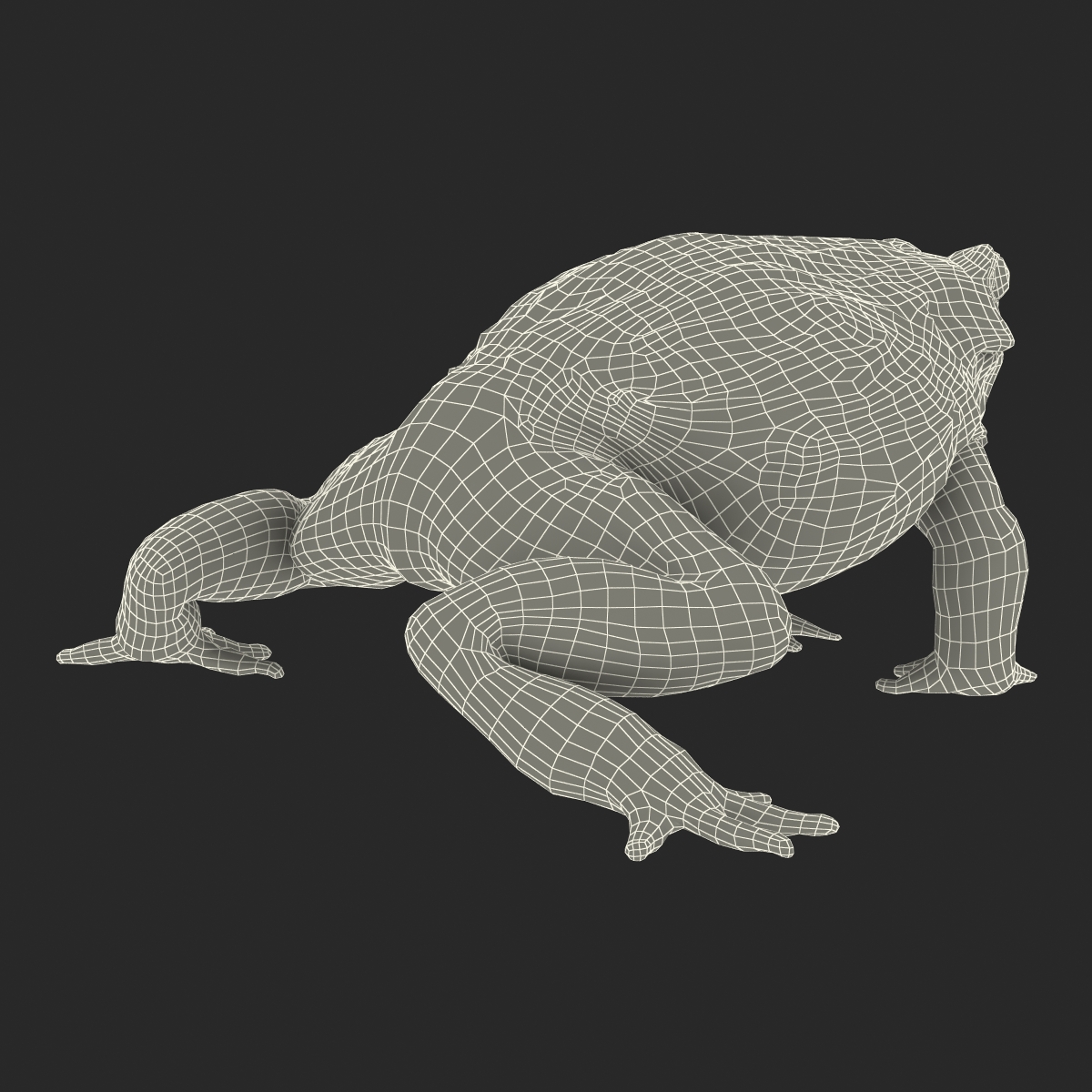 3D African Bullfrog Rigged model