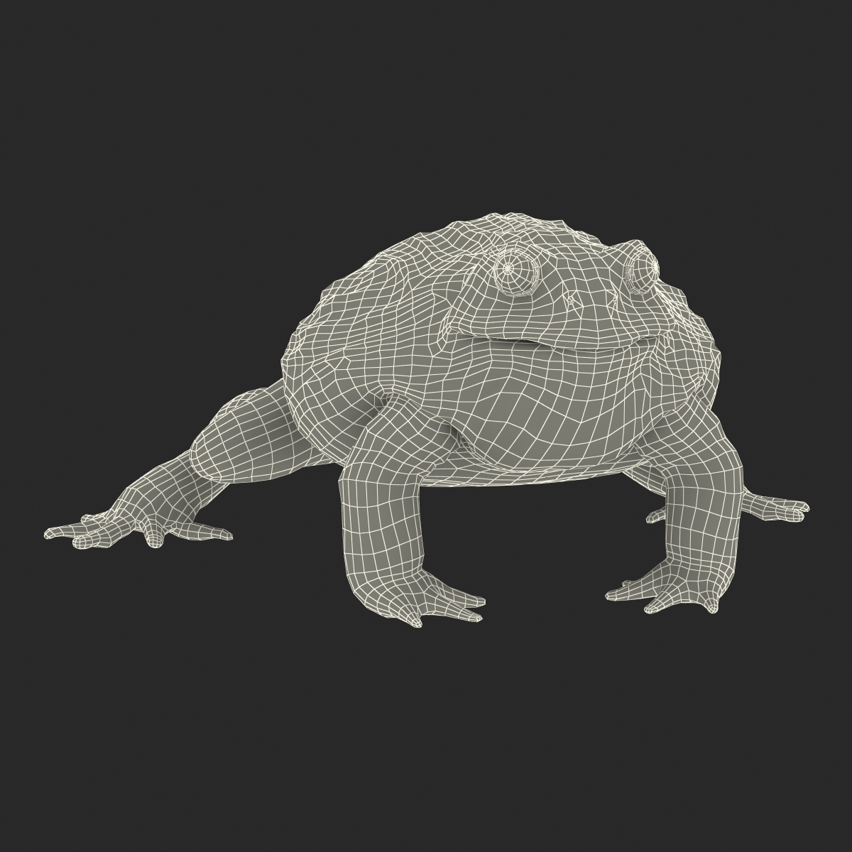 3D African Bullfrog Rigged model