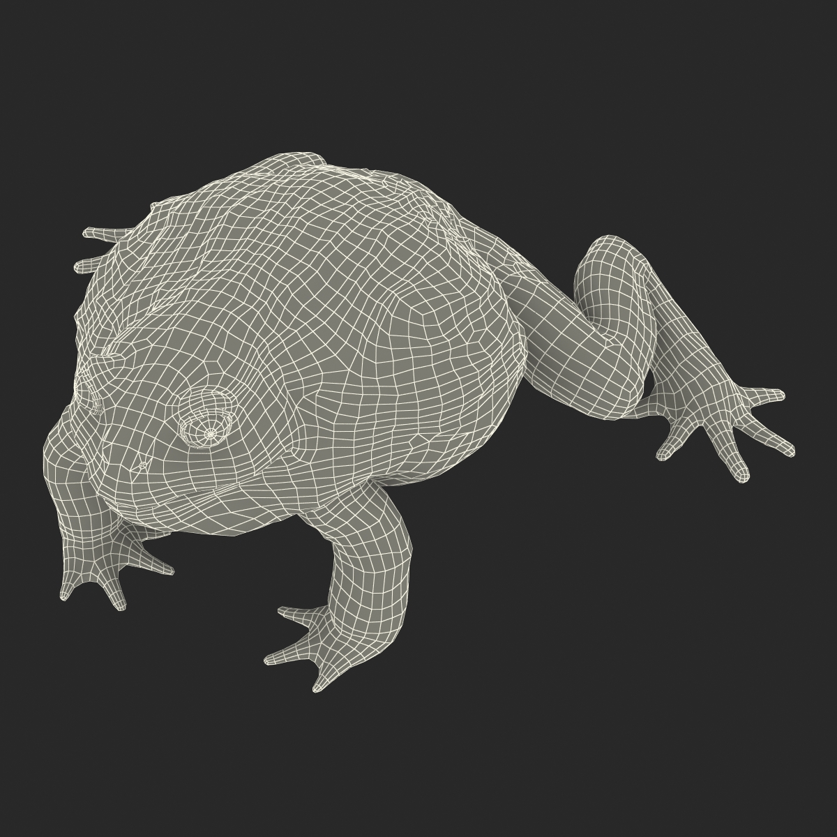 3D African Bullfrog Rigged model