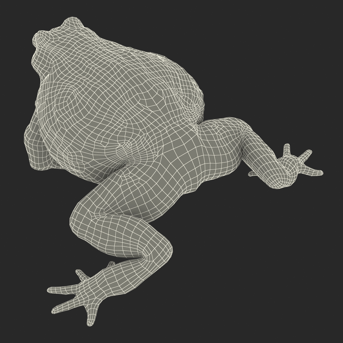 3D African Bullfrog Rigged model