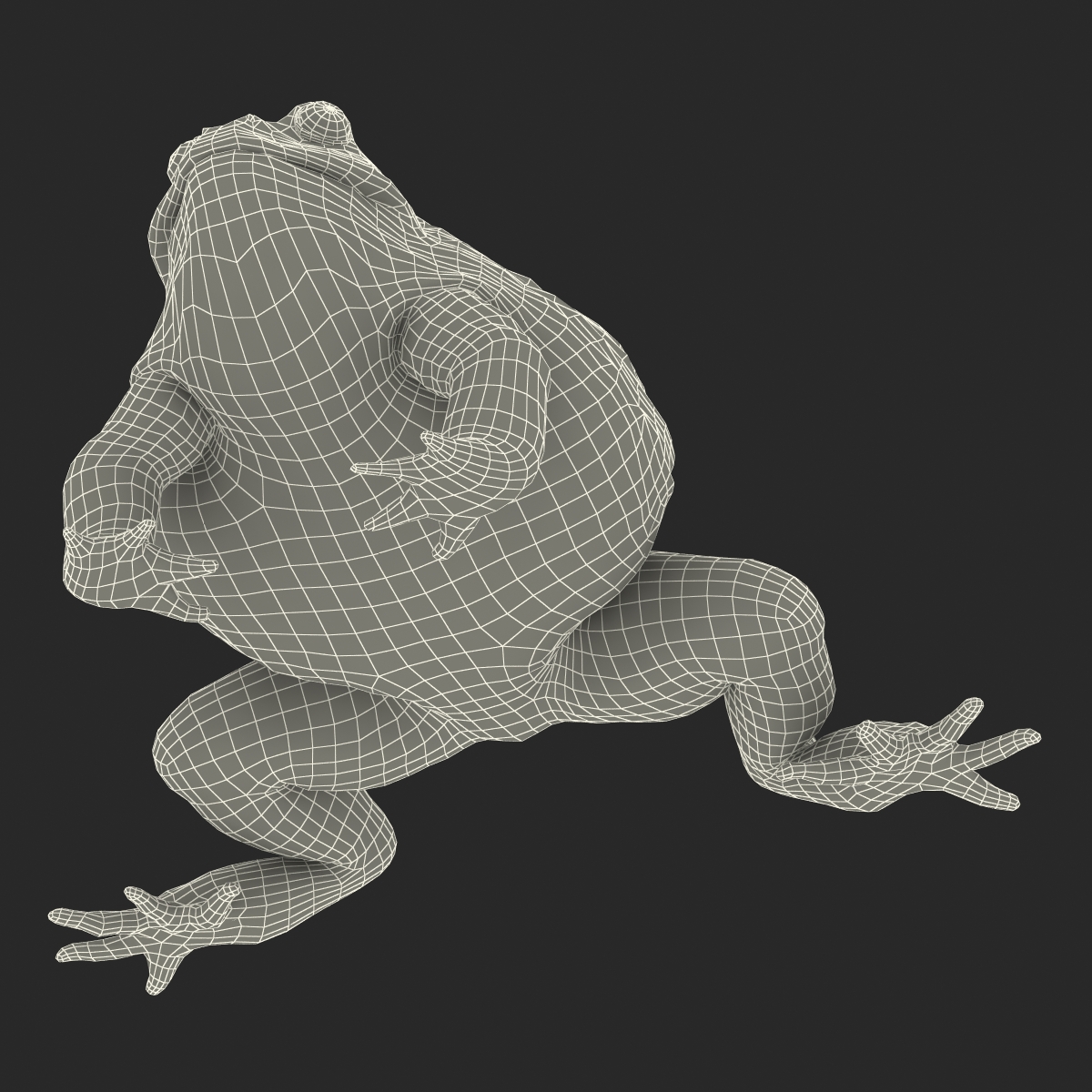 3D African Bullfrog Rigged model