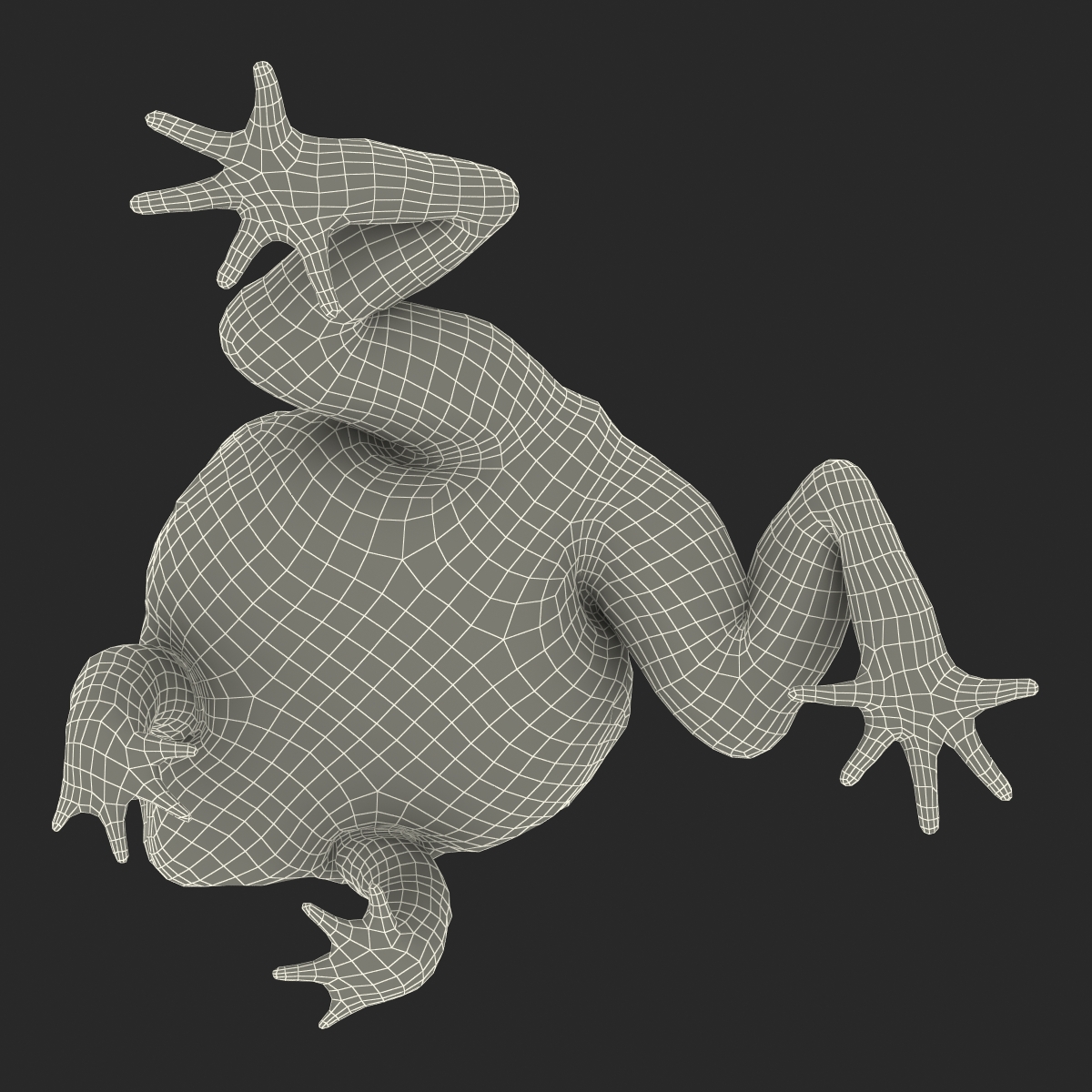 3D African Bullfrog Rigged model