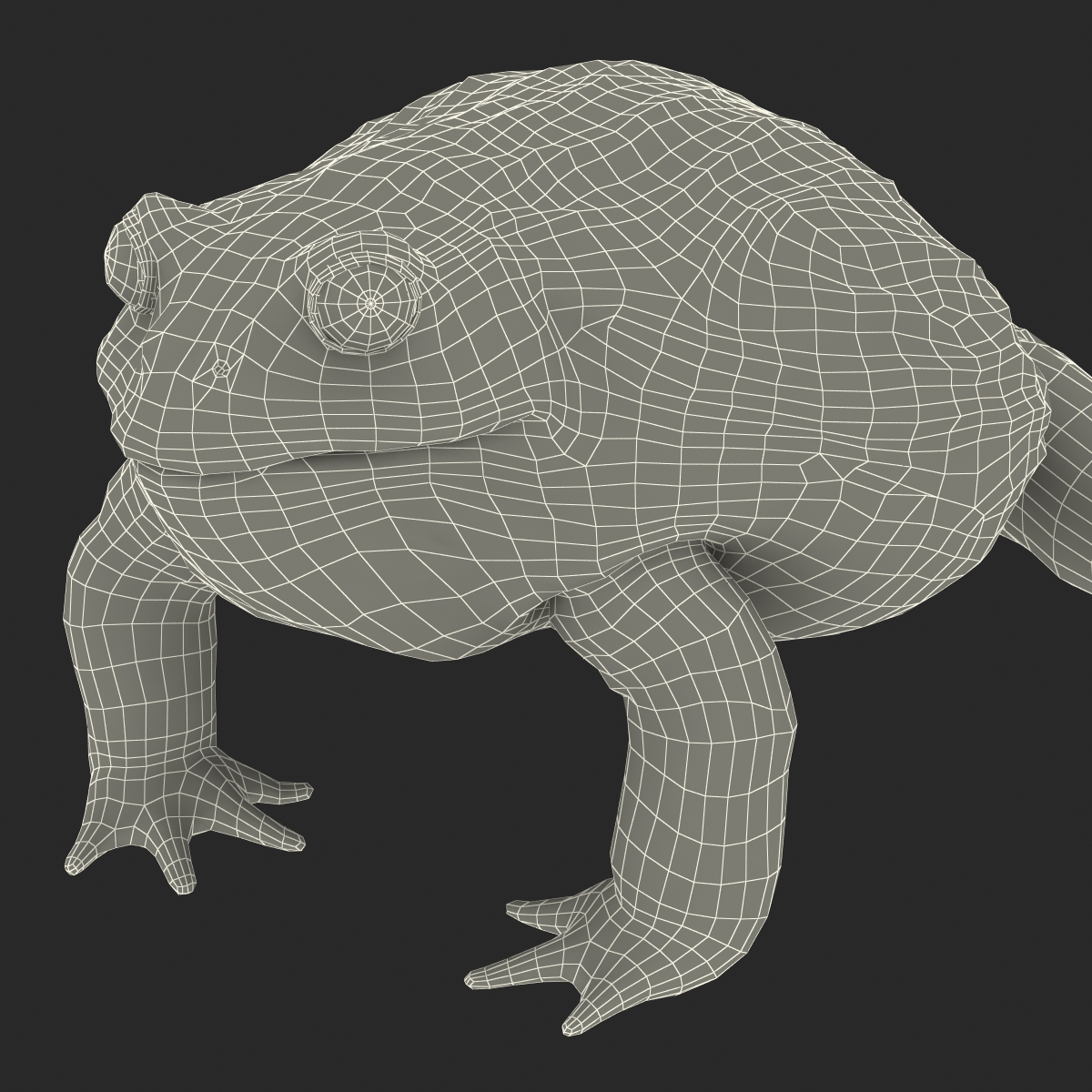 3D African Bullfrog Rigged model