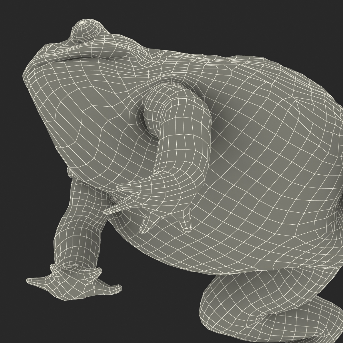 3D African Bullfrog Rigged model