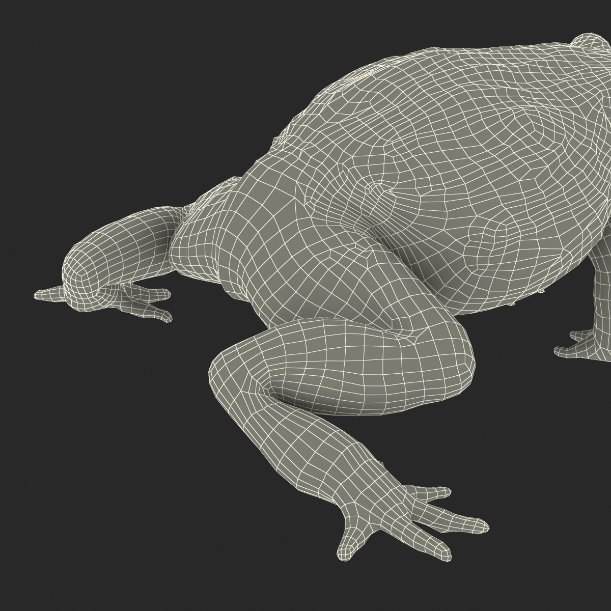 3D African Bullfrog Rigged model