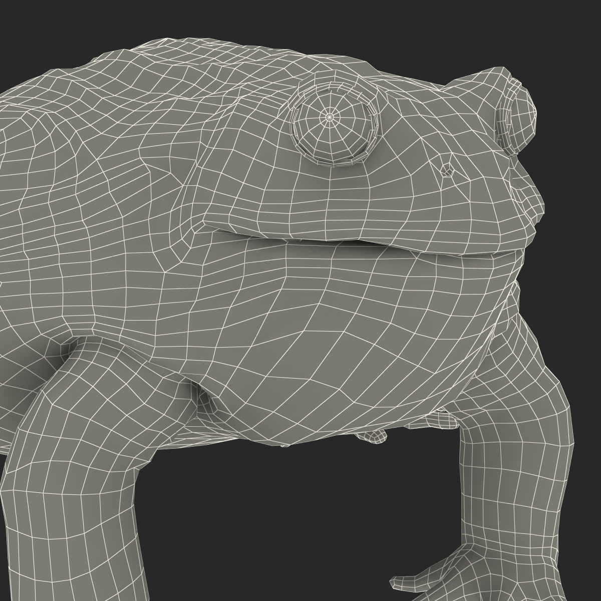 3D African Bullfrog Rigged model