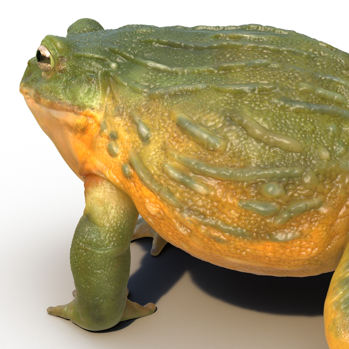 3D African Bullfrog