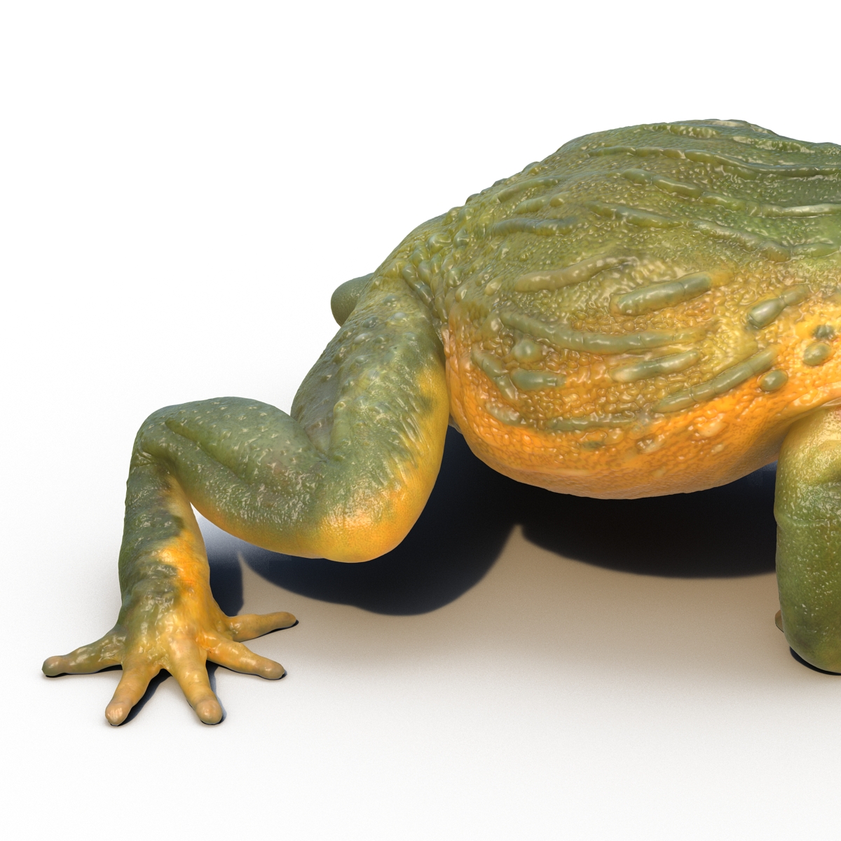 3D African Bullfrog