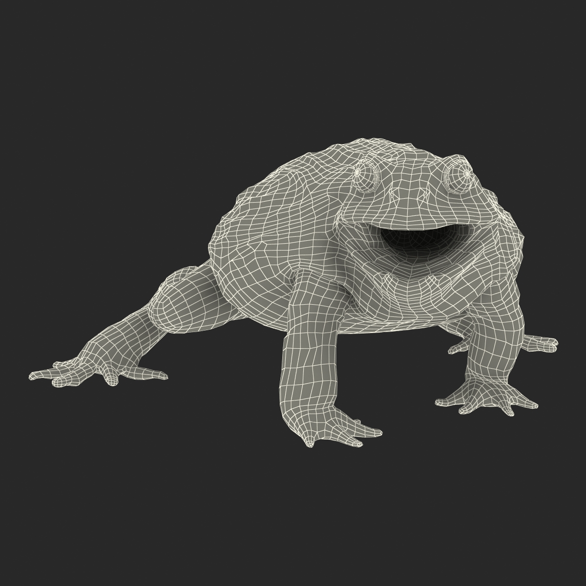 3D African Bullfrog Pose 2 model