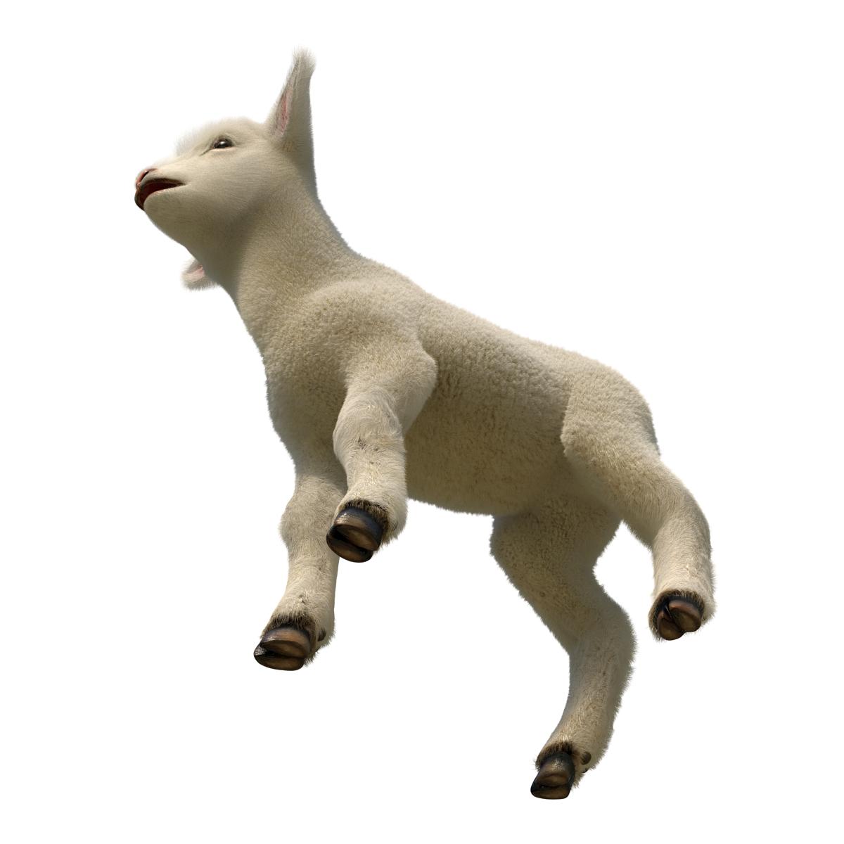 3D model Lamb Rigged with Fur