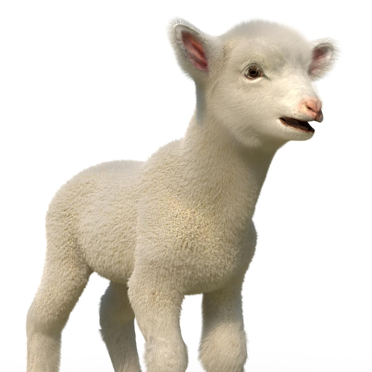 3D model Lamb Rigged with Fur