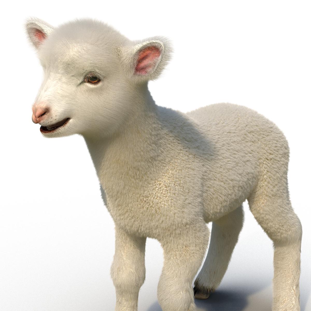 3D model Lamb Rigged with Fur