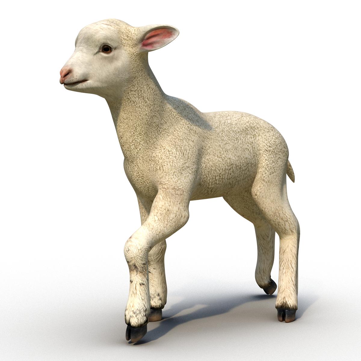 3D Lamb Pose 2