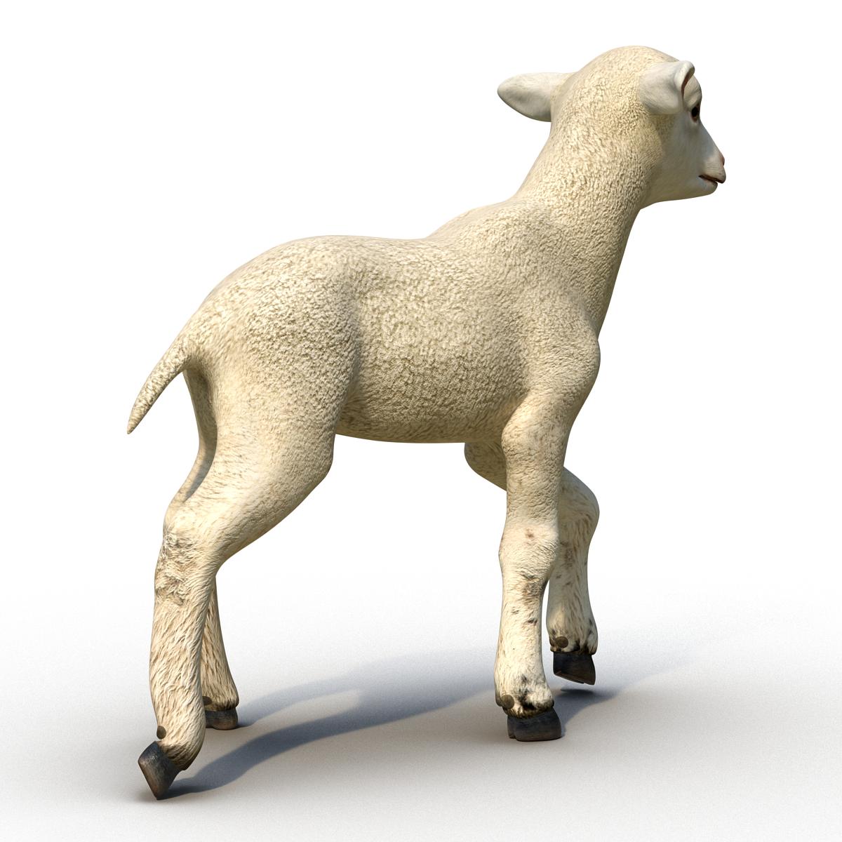 3D Lamb Pose 2