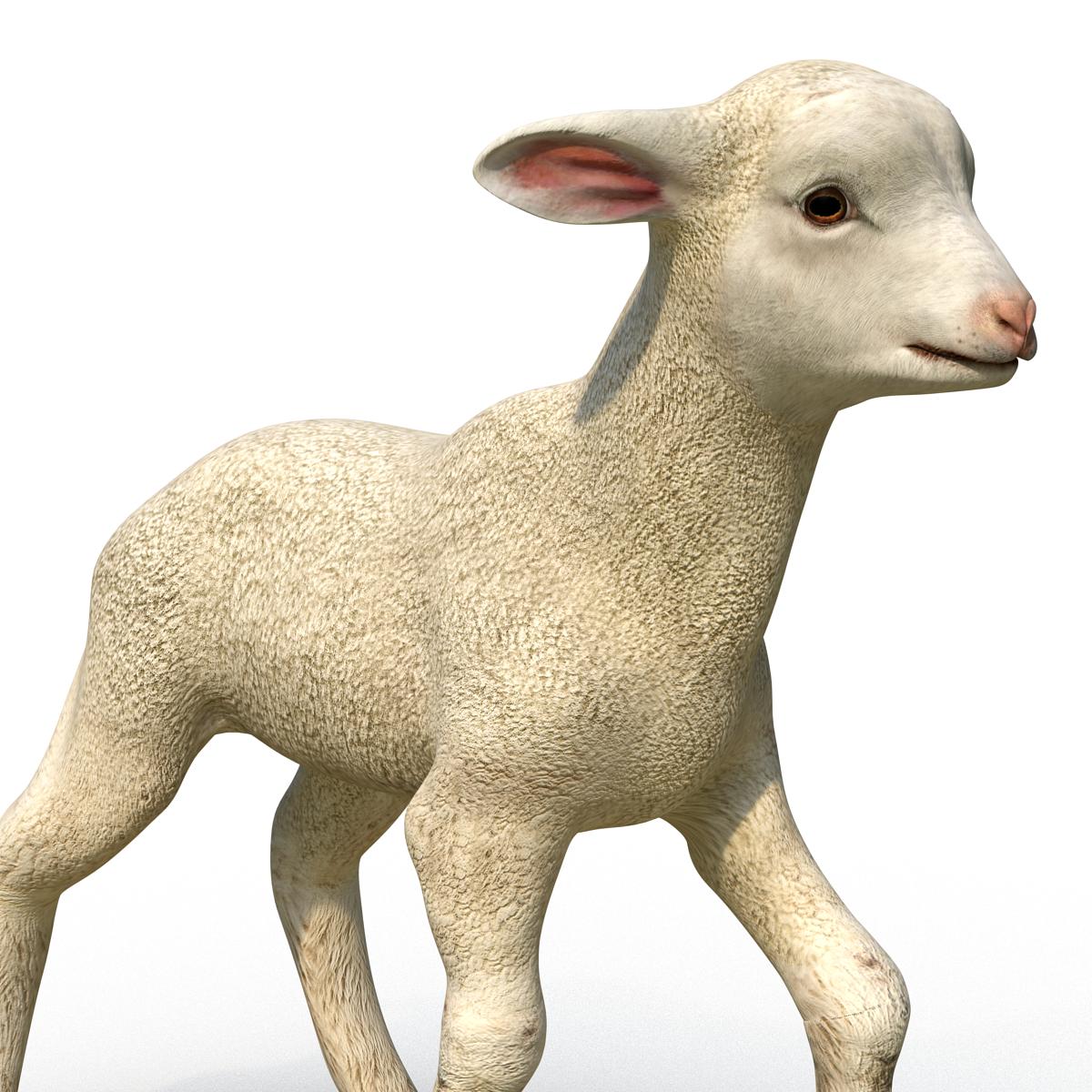 3D Lamb Pose 2