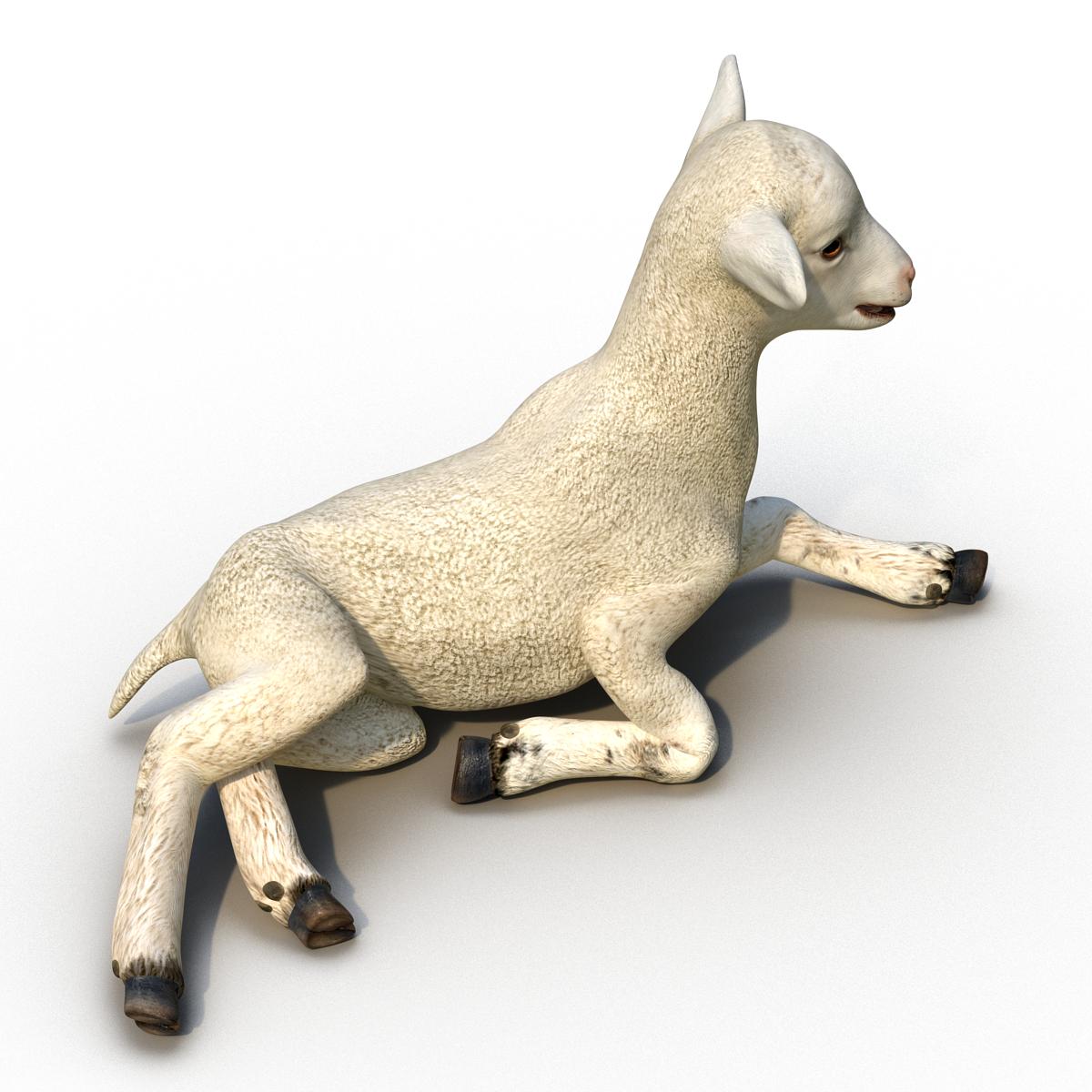 3D Lamb Pose 4