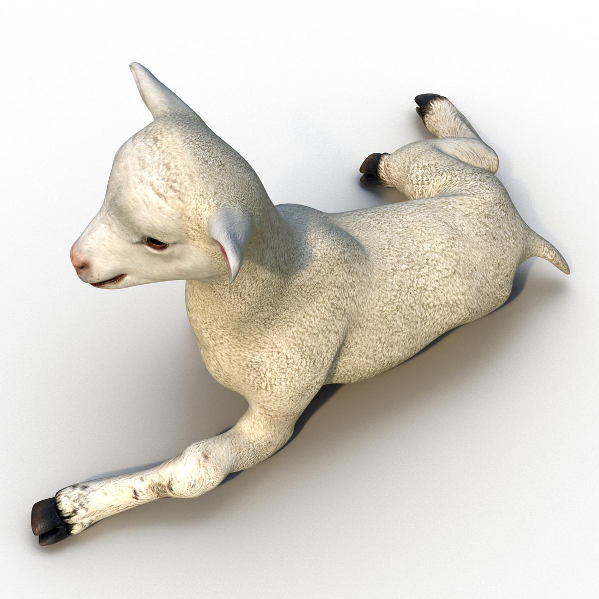 3D Lamb Pose 4