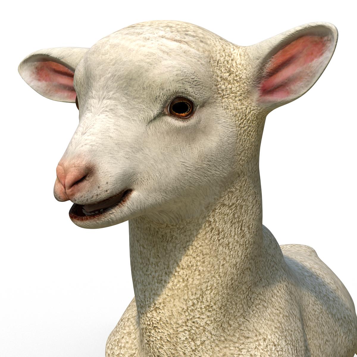 3D Lamb Pose 4