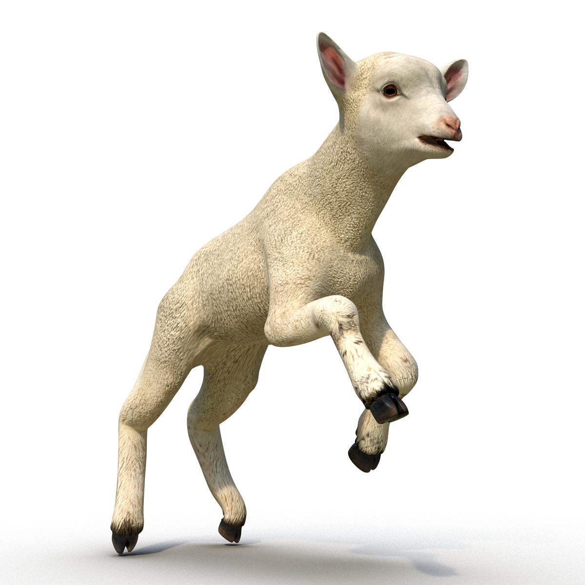 3D Lamb Pose 3