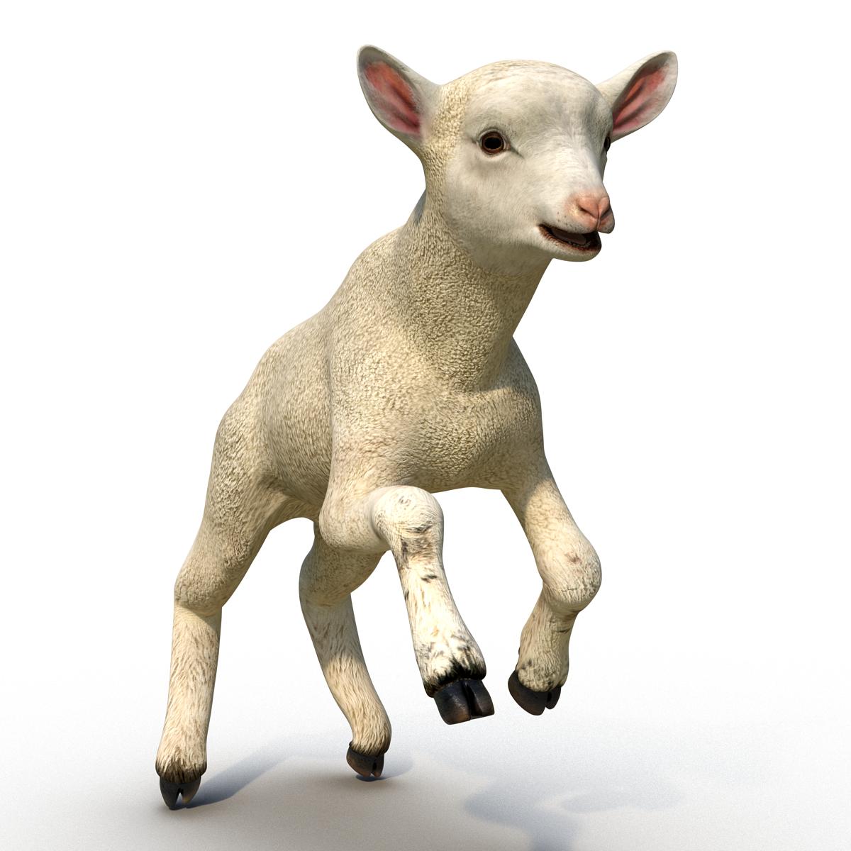 3D Lamb Pose 3