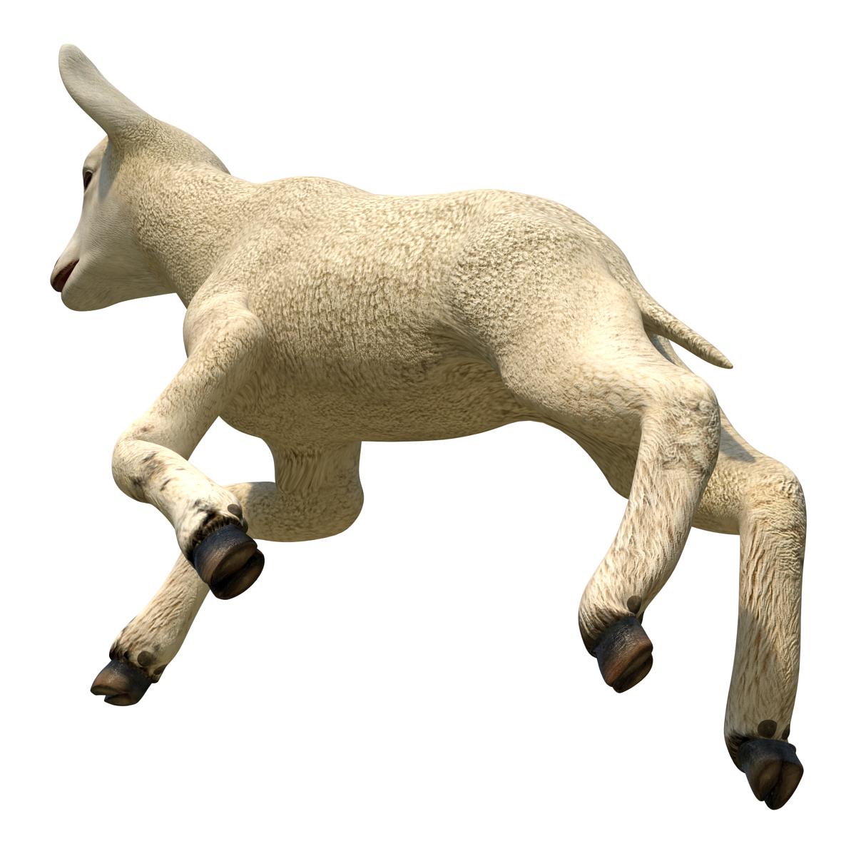 3D Lamb Pose 3