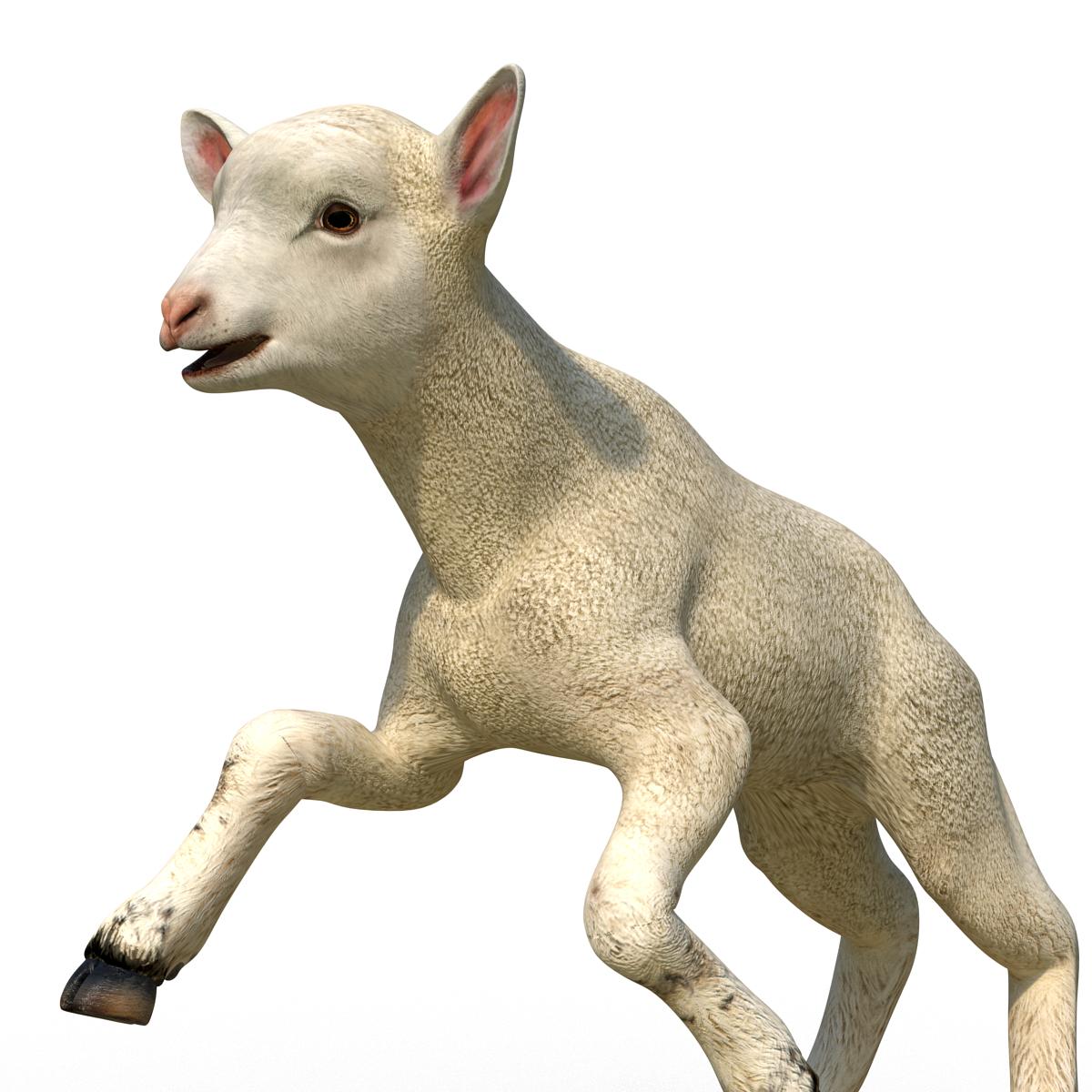 3D Lamb Pose 3