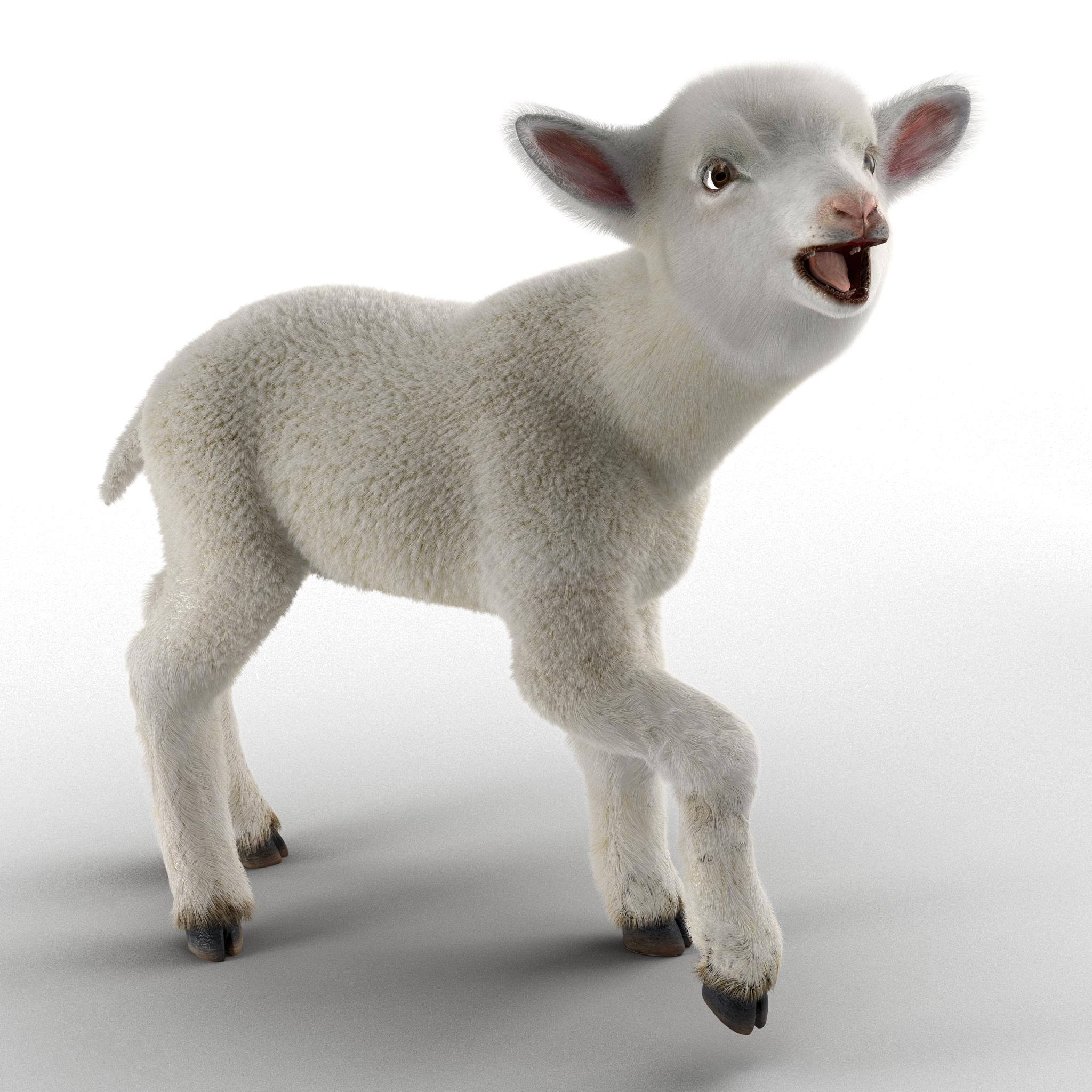 3D model Lamb Rigged with Fur