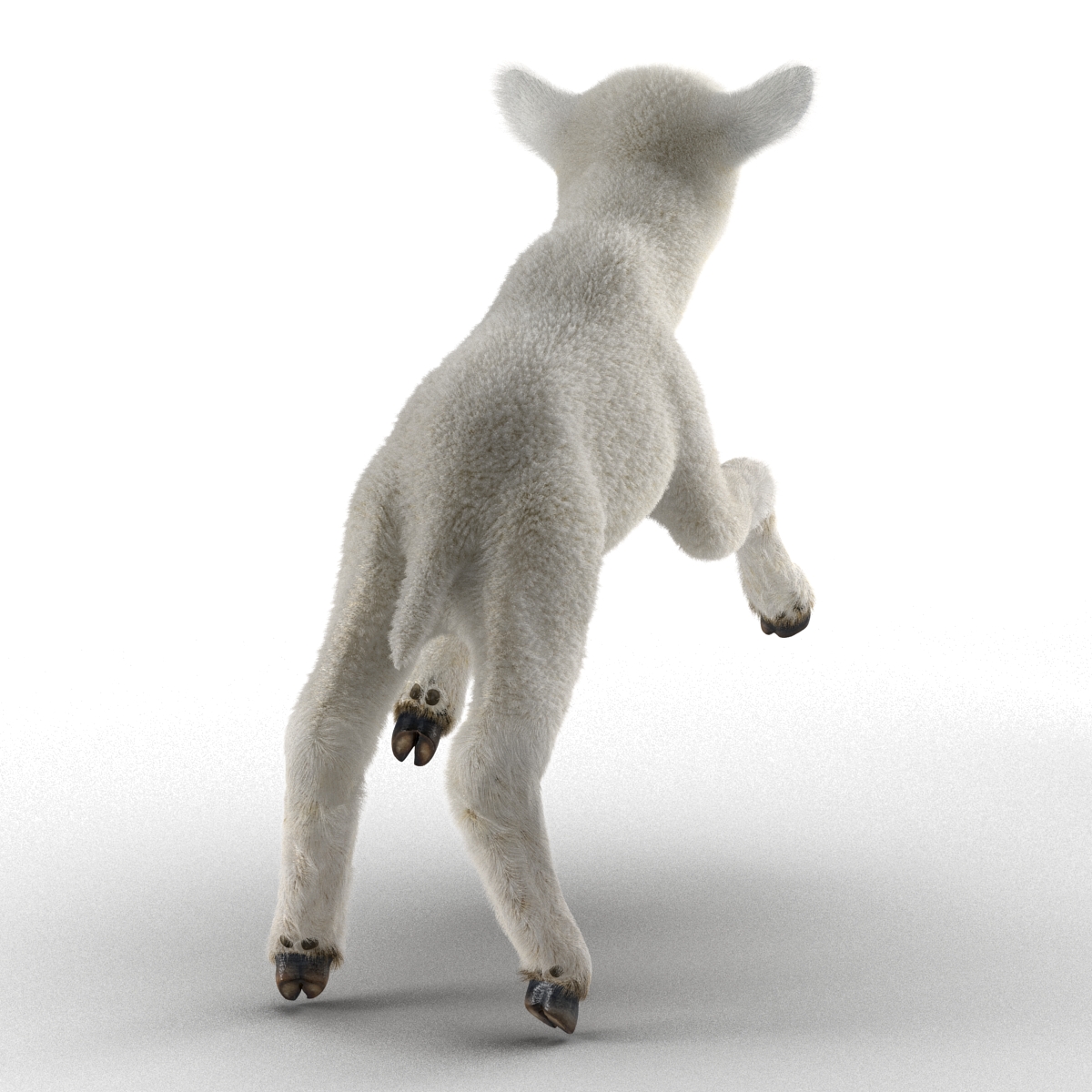 3D model Lamb Rigged with Fur