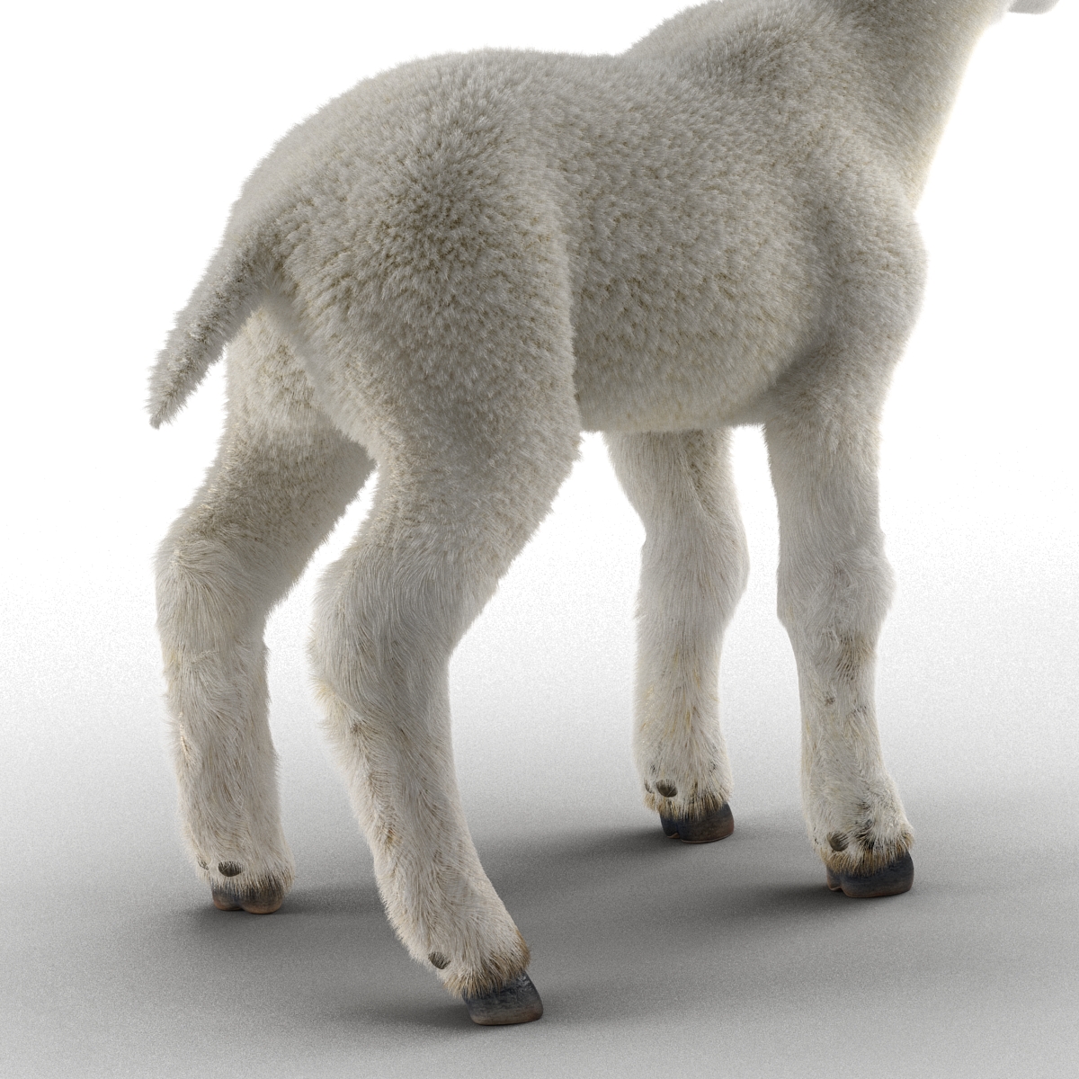 3D model Lamb Rigged with Fur