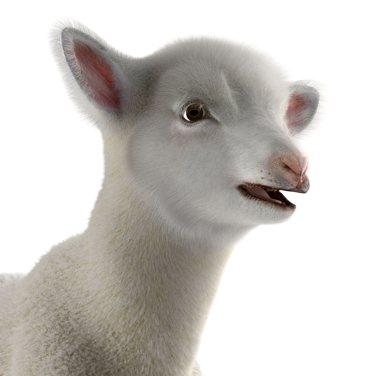 3D model Lamb Rigged with Fur