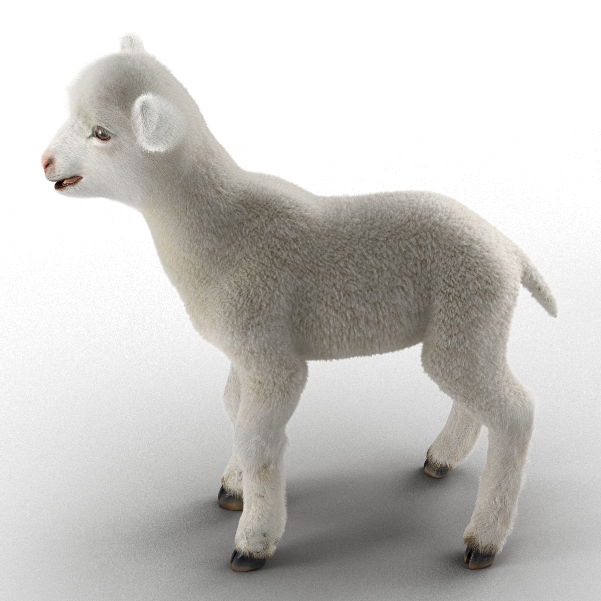 3D Lamb with Fur model