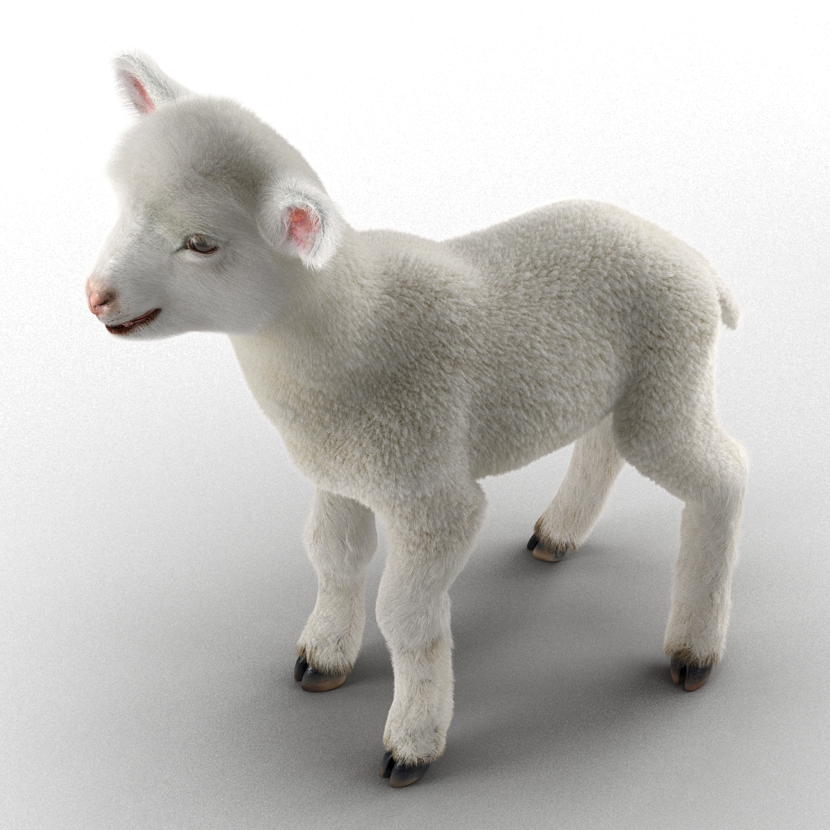 3D Lamb with Fur model