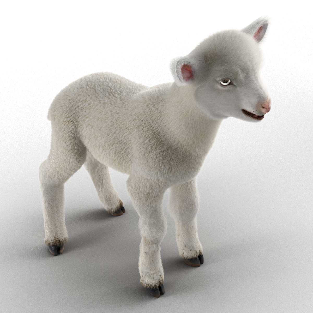 3D Lamb with Fur model