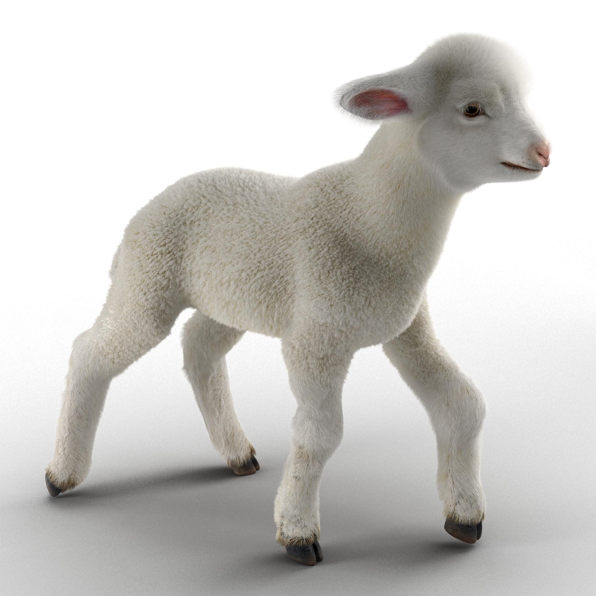 3D model Lamb Pose 2 with Fur