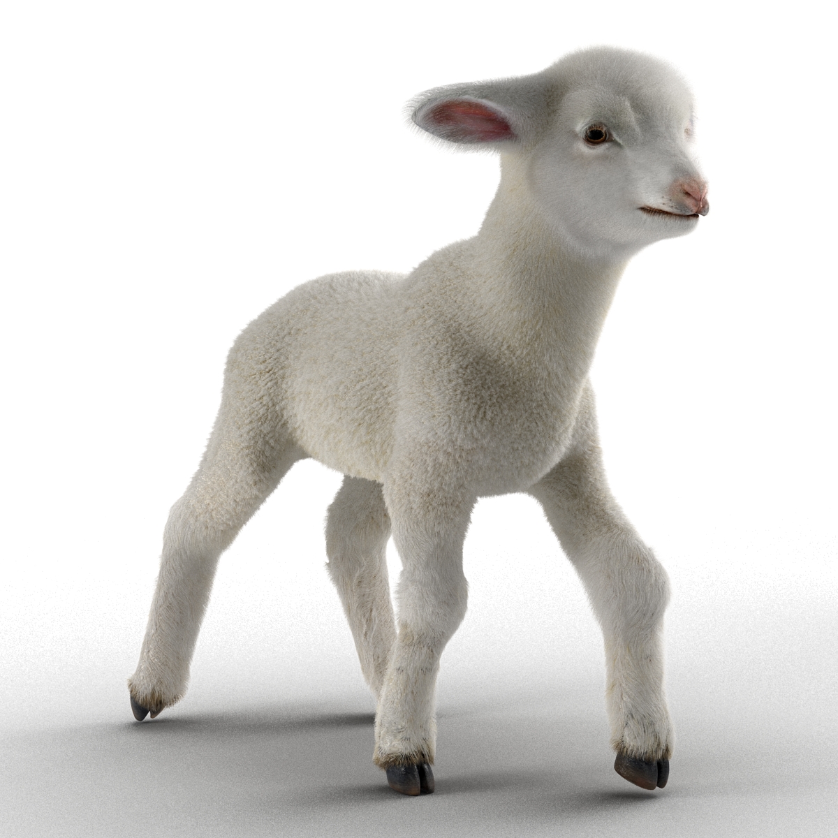 3D model Lamb Pose 2 with Fur