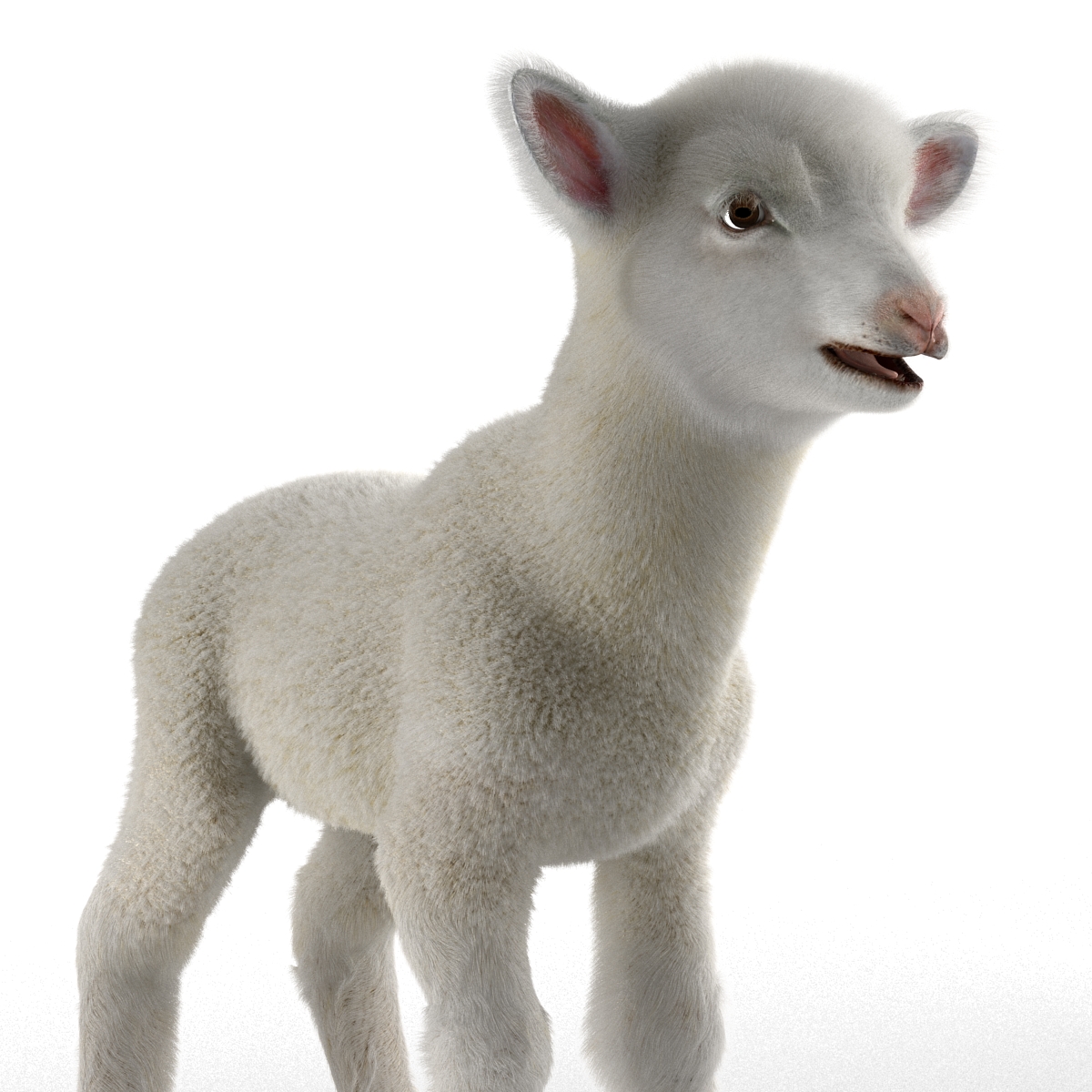 3D Lamb with Fur model