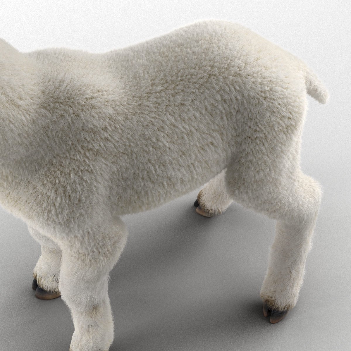 3D Lamb with Fur model